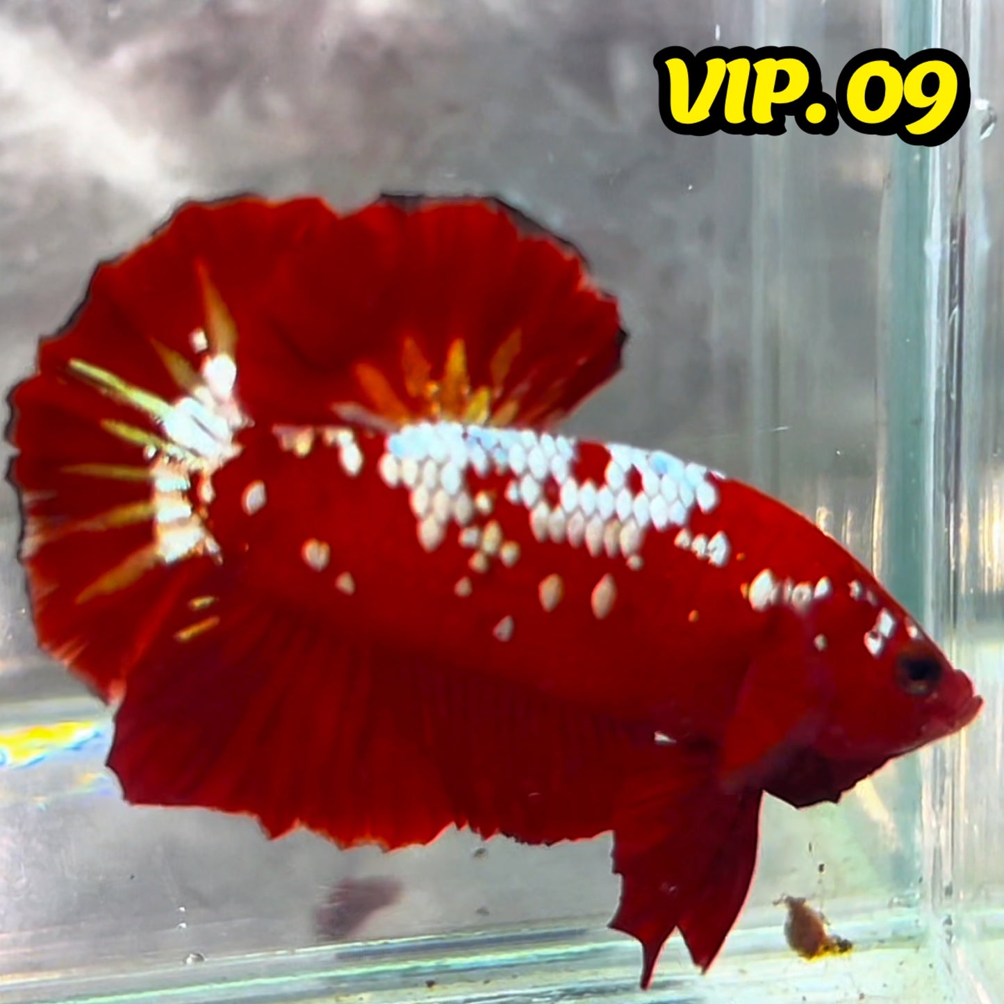 Golden Star Dust Galaxy Plakat Male Betta Fish | Super Rare | You Pick Fish