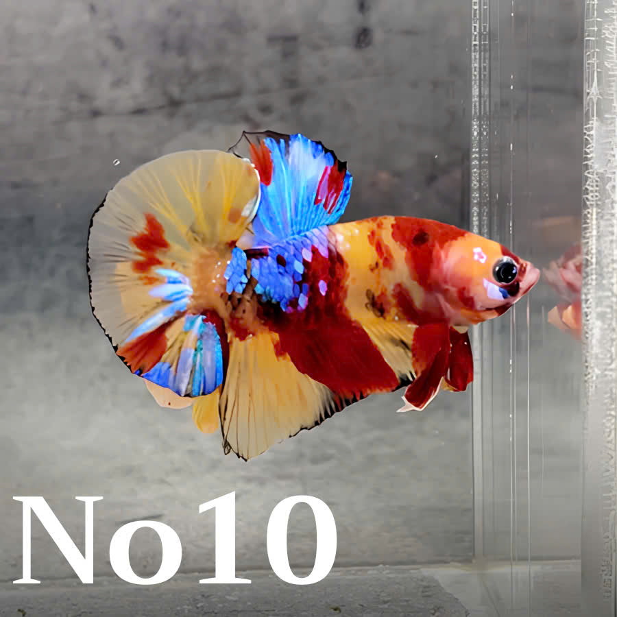 Multicolor Plakat Male Betta Fish |Show Grade|  You Pick Fish