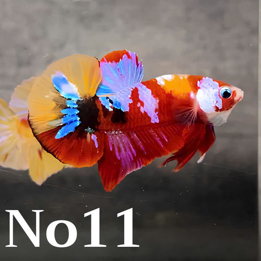 Multicolor Plakat Male Betta Fish |Show Grade|  You Pick Fish