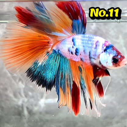 Multicolor Halfmoon Male Betta Fish | High Grade | Order Directly From Farm|  You Pick Fish |