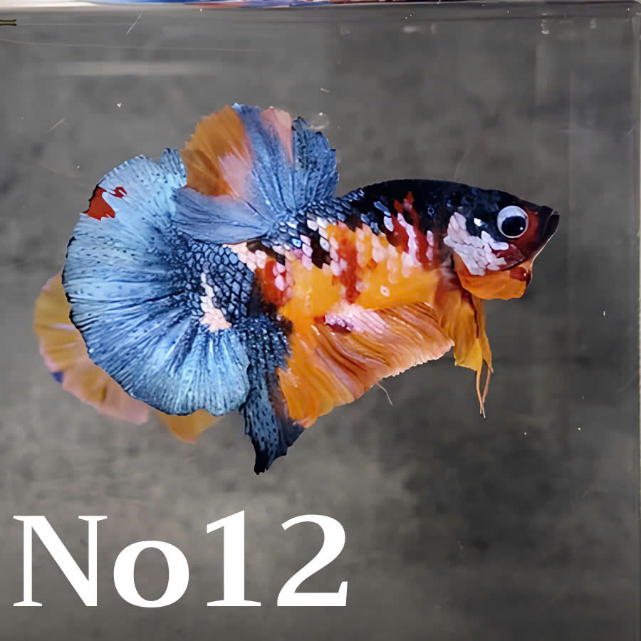 Multicolor Plakat Male Betta Fish |Show Grade|  You Pick Fish