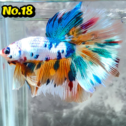 Multicolor Halfmoon Male Betta Fish | High Grade | Order Directly From Farm|  You Pick Fish |