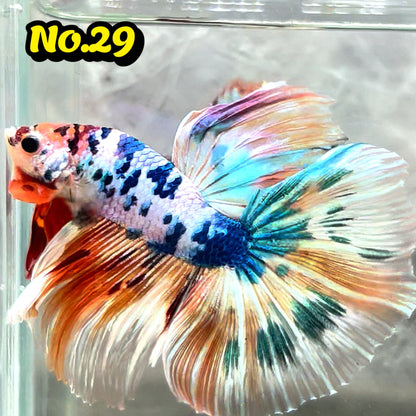 Multicolor Halfmoon Male Betta Fish | High Grade | Order Directly From Farm|  You Pick Fish |