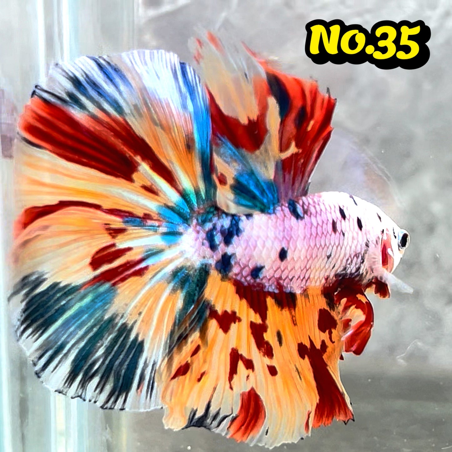 Multicolor Halfmoon Male Betta Fish | High Grade | Order Directly From Farm|  You Pick Fish |