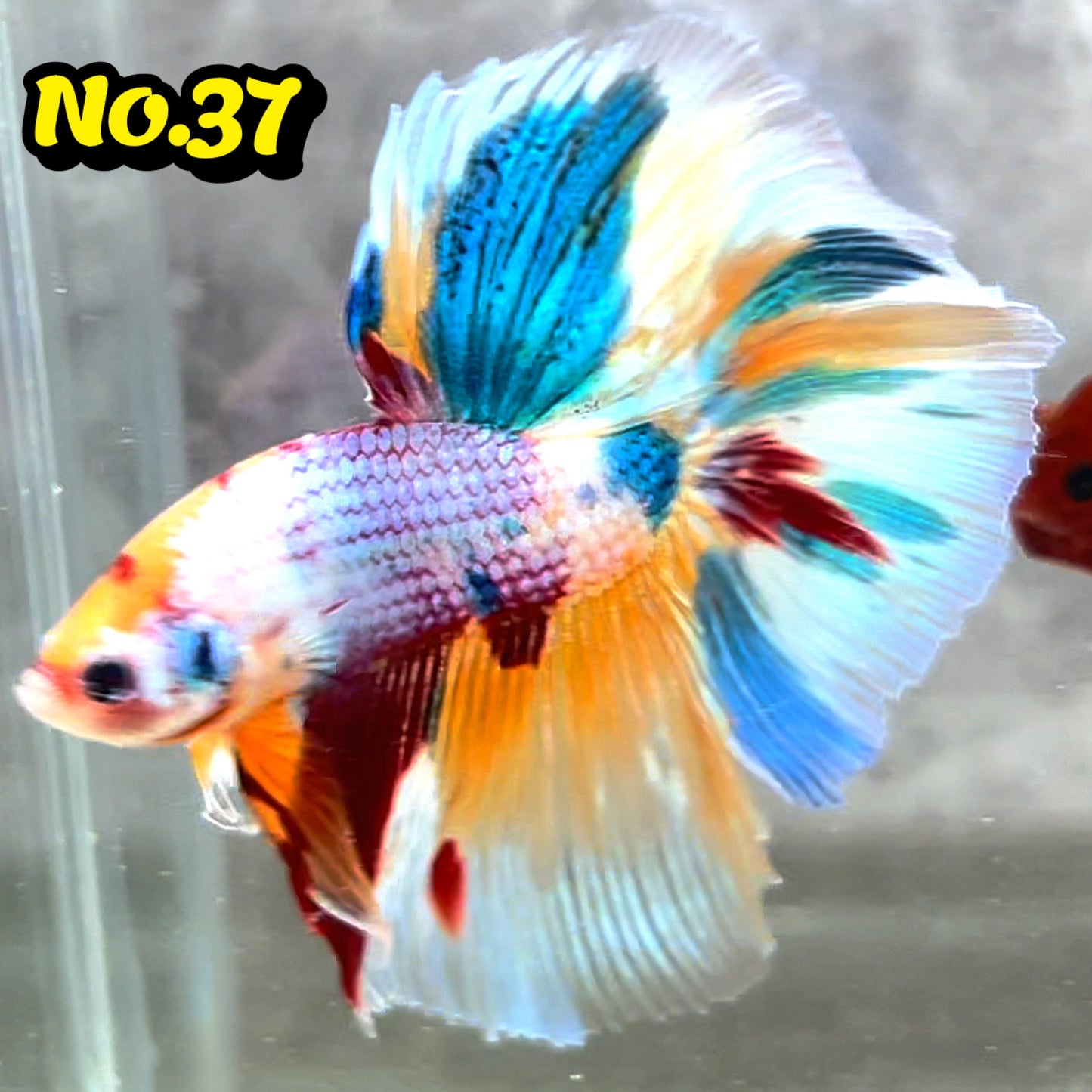 Multicolor Halfmoon Male Betta Fish | High Grade | Order Directly From Farm|  You Pick Fish |