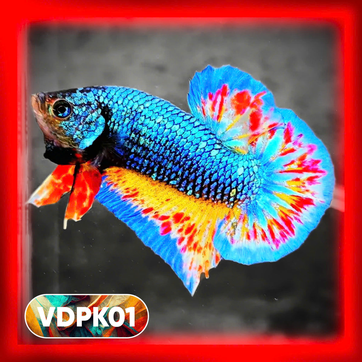 Vanda Color Betta Skip to product information