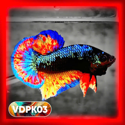 Vanda Plakat Male Betta Fish | You Pick Fish | Exotic Betta