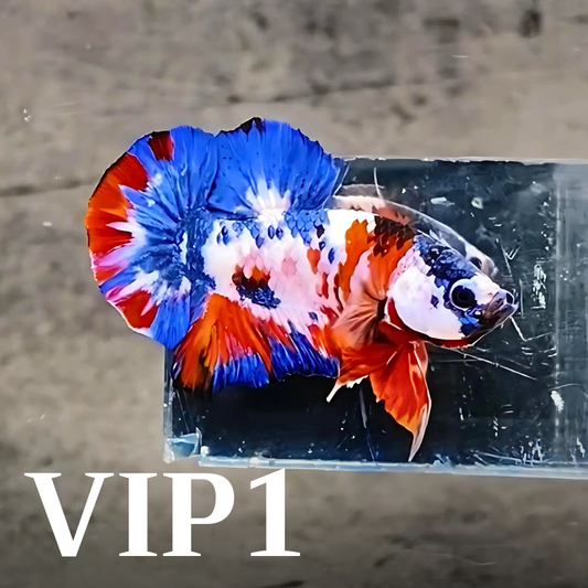 Multicolor Plakat Male Betta Fish |Show Grade|  You Pick Fish