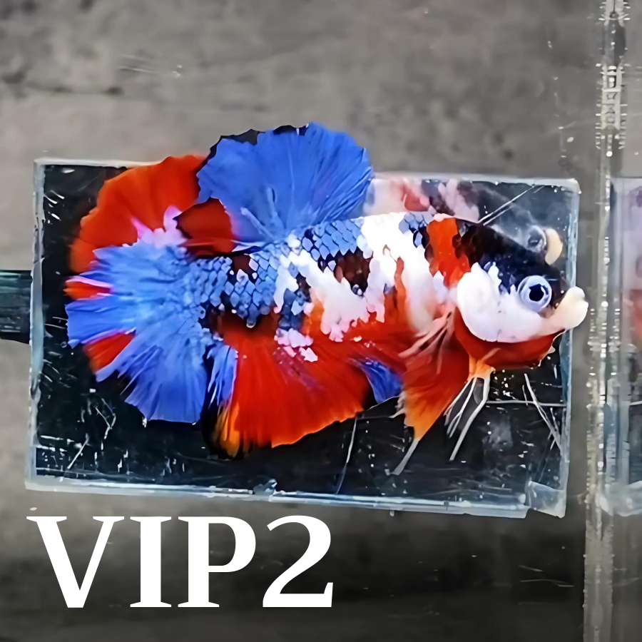 Multicolor Plakat Male Betta Fish |Show Grade|  You Pick Fish