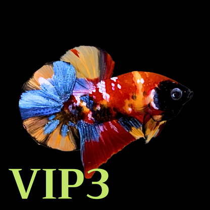 Multicolor Plakat Male Betta Fish |Show Grade|  You Pick Fish