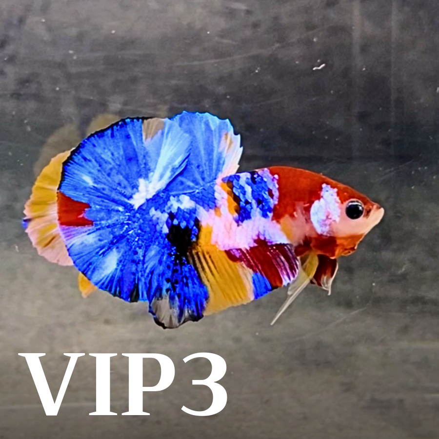 Multicolor Plakat Male Betta Fish |Show Grade|  You Pick Fish