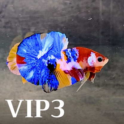 Multicolor Plakat Male Betta Fish |Show Grade|  You Pick Fish