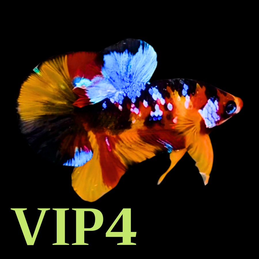 Multicolor Plakat Male Betta Fish |Show Grade|  You Pick Fish