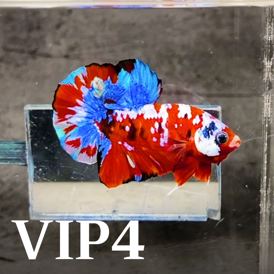 Multicolor Plakat Male Betta Fish |Show Grade|  You Pick Fish