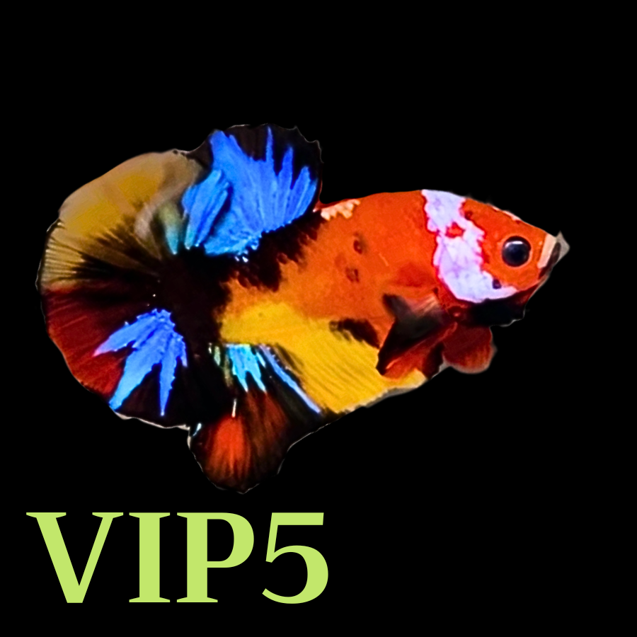 Multicolor Plakat Male Betta Fish |Show Grade|  You Pick Fish