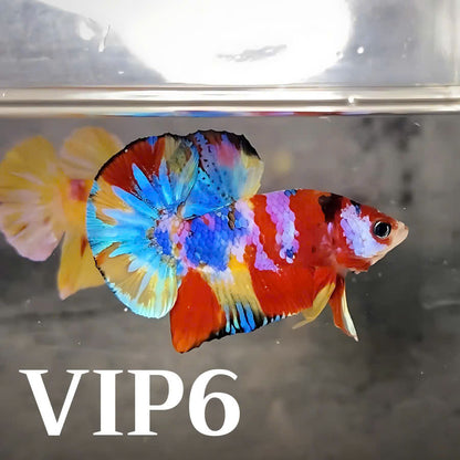 Multicolor Plakat Male Betta Fish |Show Grade|  You Pick Fish