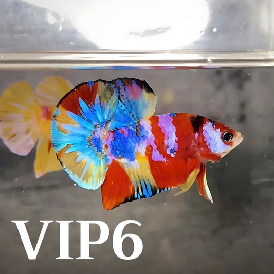 Multicolor Plakat Male Betta Fish |Show Grade|  You Pick Fish