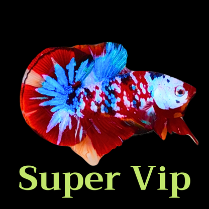 Multicolor Plakat Male Betta Fish |Show Grade|  You Pick Fish