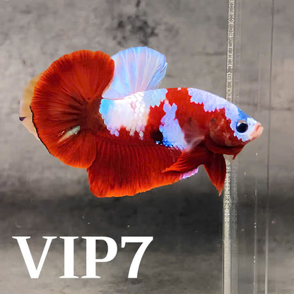 Multicolor Plakat Male Betta Fish |Show Grade|  You Pick Fish