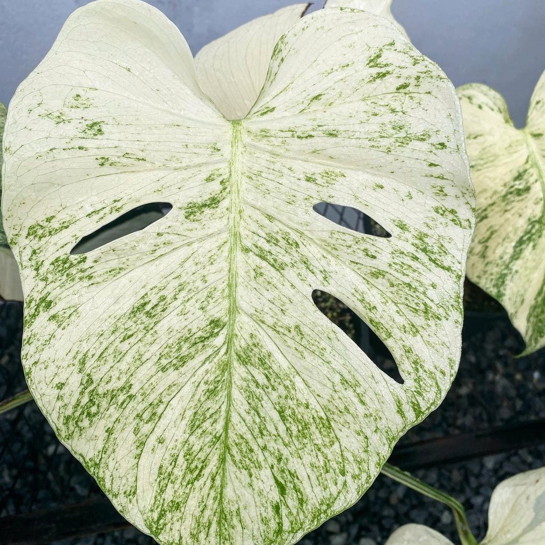 Variegated Monstera White Monster Mint Mature Plant