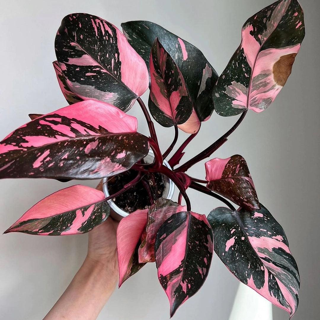 Variegated Philodendron Pink Princess Mature Plant