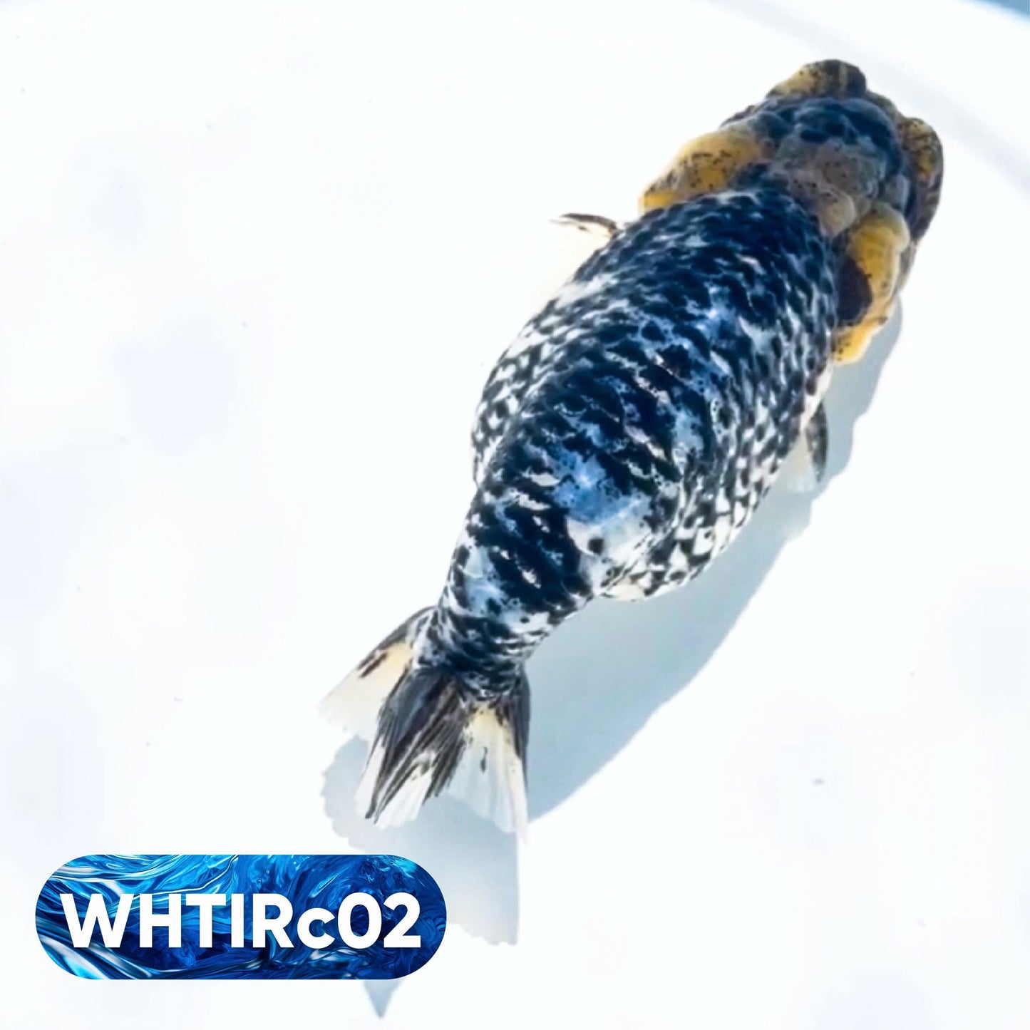 Pearl White Tiger Calico Ranchu Goldfish | You Pick Fish