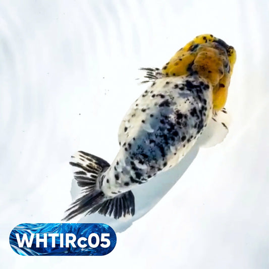 Pearl White Tiger Calico Ranchu Goldfish | You Pick Fish