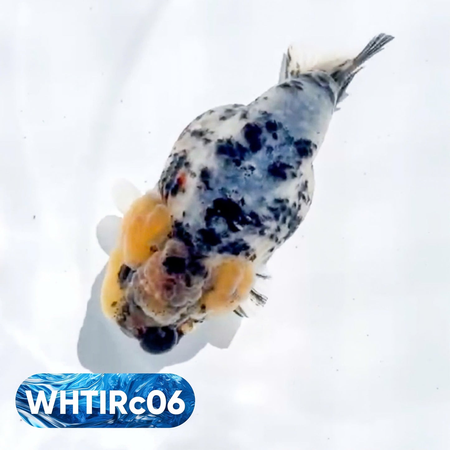 Pearl White Tiger Calico Ranchu Goldfish | You Pick Fish