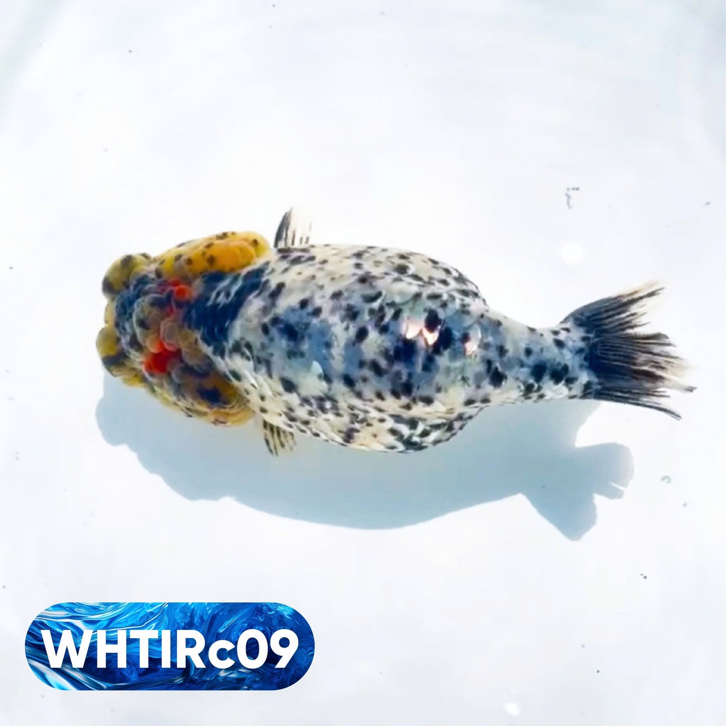 Pearl White Tiger Calico Ranchu Goldfish | You Pick Fish