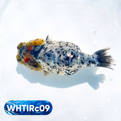 Pearl White Tiger Calico Ranchu Goldfish | You Pick Fish