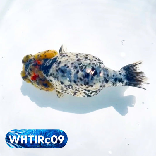 Pearl White Tiger Calico Ranchu Goldfish | You Pick Fish