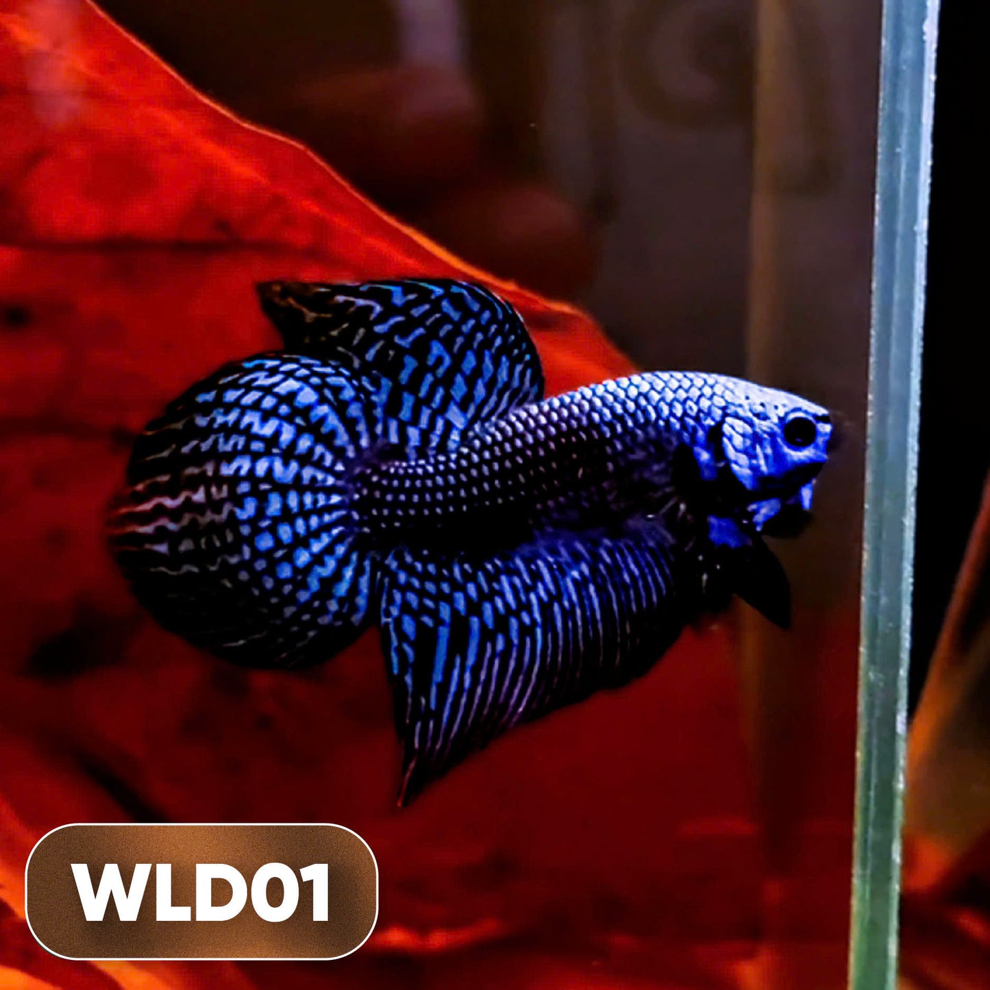 Wild Alien Male Betta Fish | You Pick Fish