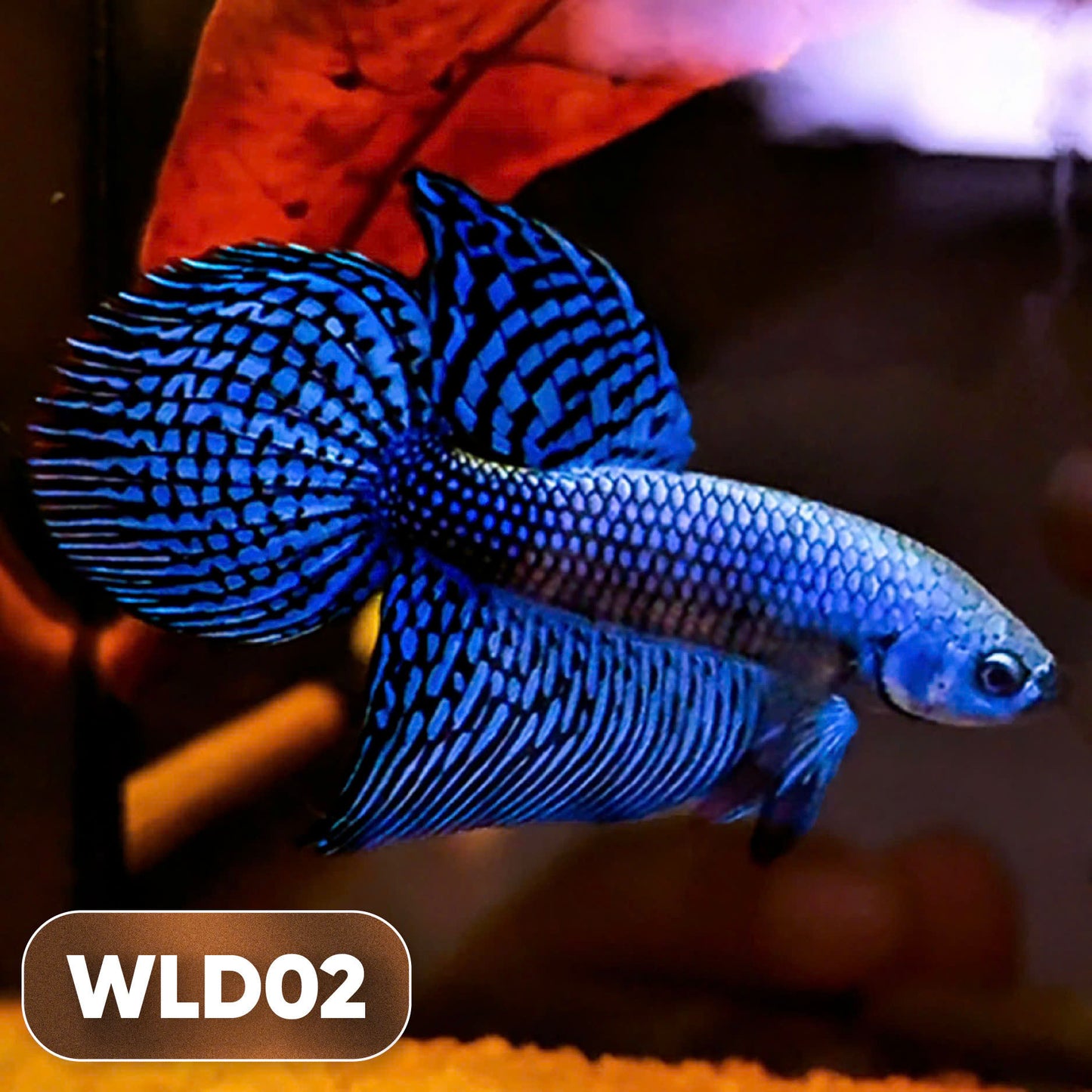 Wild Alien Male Betta Fish | You Pick Fish