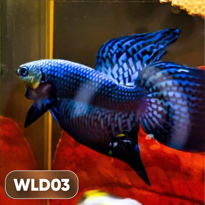 Wild Alien Male Betta Fish | You Pick Fish