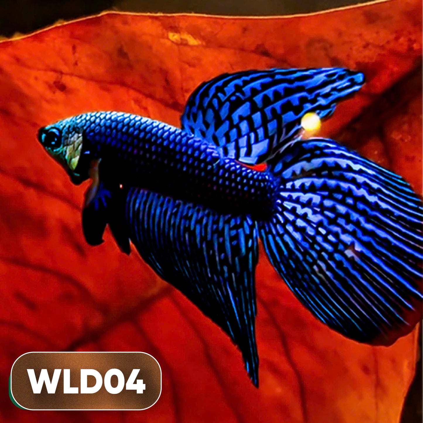 Wild Alien Male Betta Fish | You Pick Fish