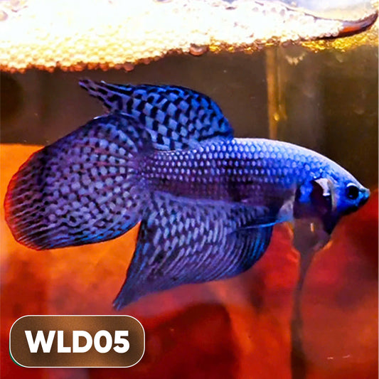 Wild Alien Male Betta Fish | You Pick Fish