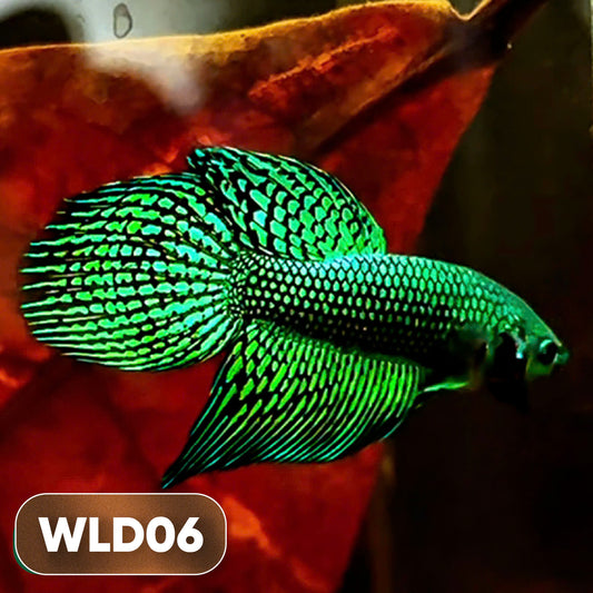 Wild Alien Male Betta Fish | You Pick Fish