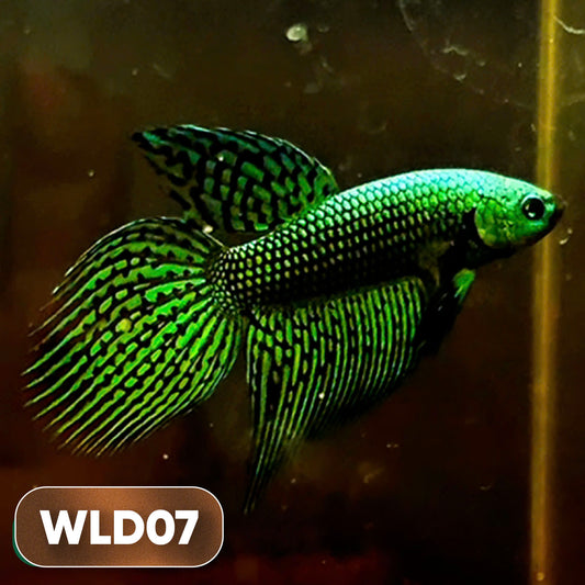 Wild Alien Male Betta Fish | You Pick Fish