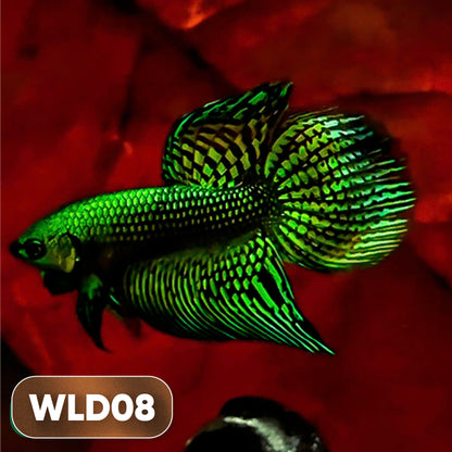 Wild Alien Male Betta Fish | You Pick Fish