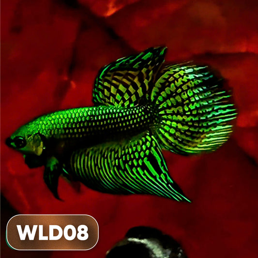 Wild Alien Male Betta Fish | You Pick Fish