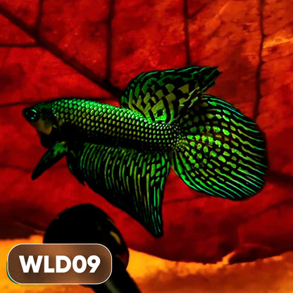 Wild Alien Male Betta Fish | You Pick Fish