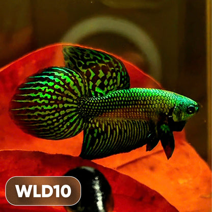 Wild Alien Male Betta Fish | You Pick Fish