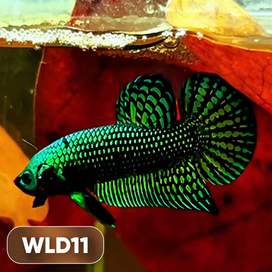 Wild Alien Male Betta Fish | You Pick Fish