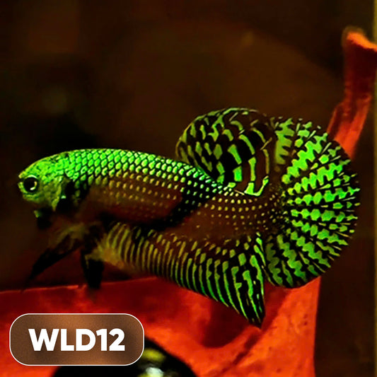 Wild Alien Male Betta Fish | You Pick Fish