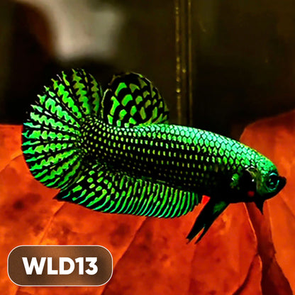 Wild Alien Male Betta Fish | You Pick Fish
