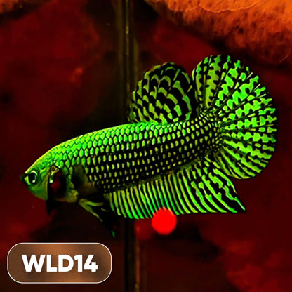 Wild Alien Male Betta Fish | You Pick Fish
