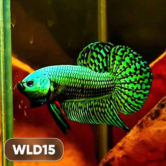 Wild Alien Male Betta Fish | You Pick Fish