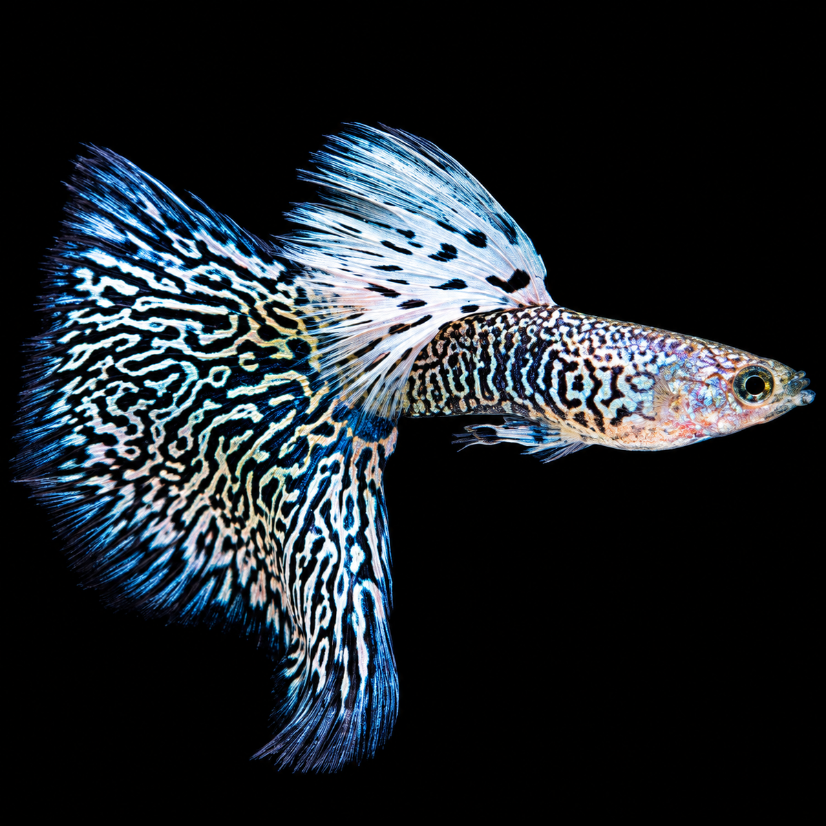 White King Cobra Fancy Guppy Fish