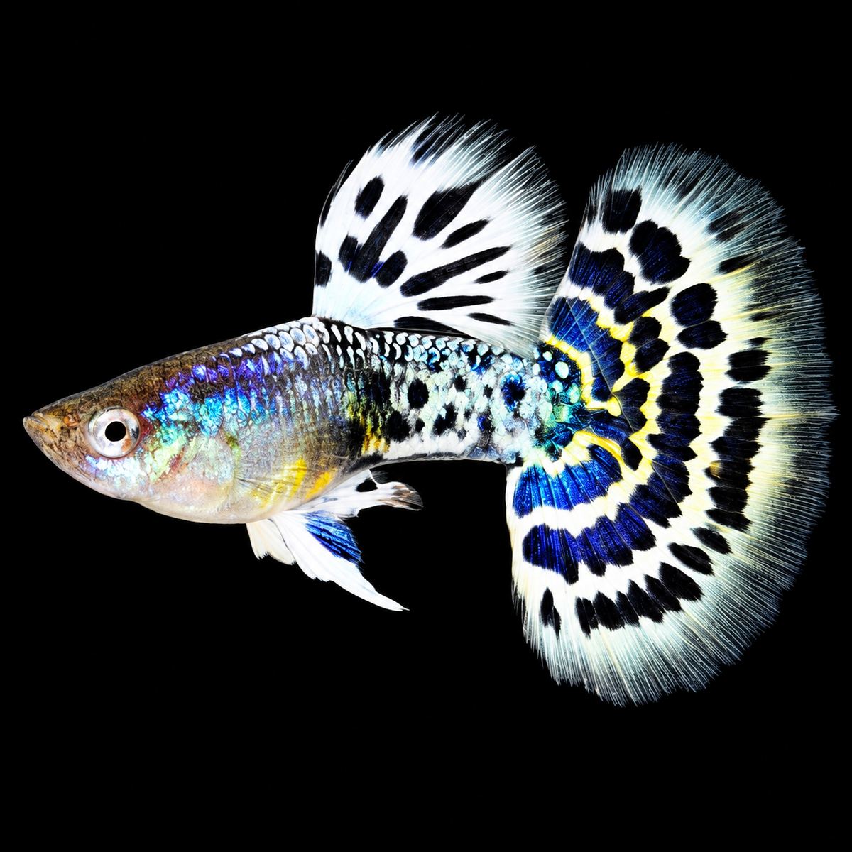 White Leopard Guppy Fish