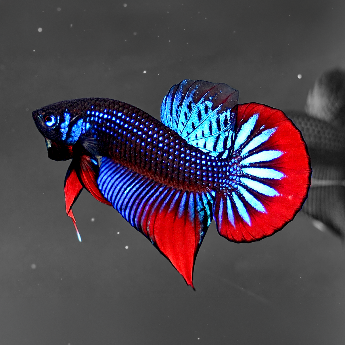 Wild Blue Imbellis Red Tail Male Betta Fish